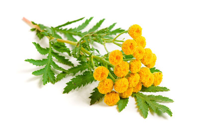 唐茜的叶子孤立在白色的背景上。医学草药