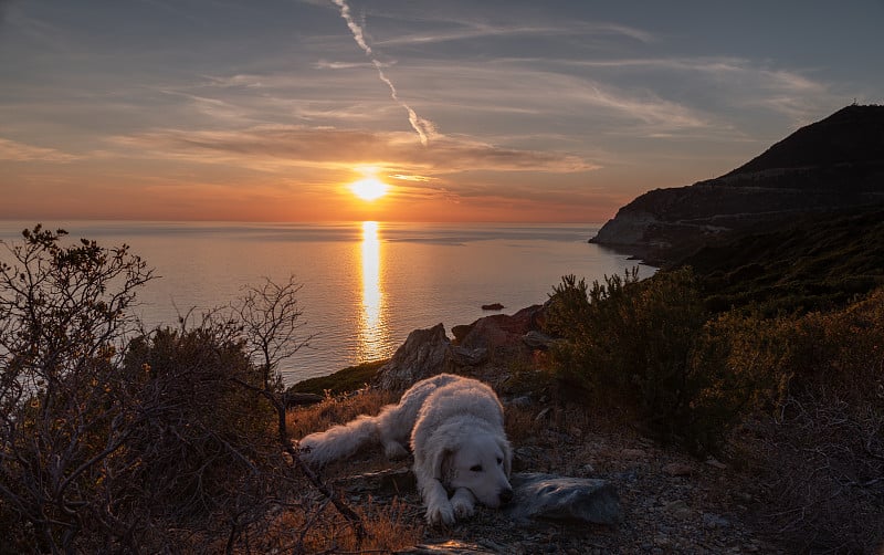 Dog resting with a beautiful sunset over the sea i