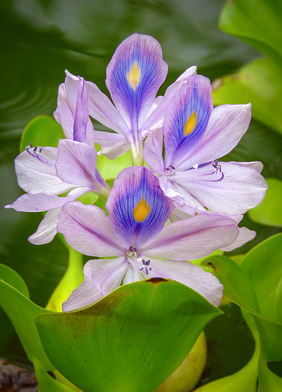 紫水葫芦，原产于热带和亚热带南美洲，夏威夷考艾岛，美国