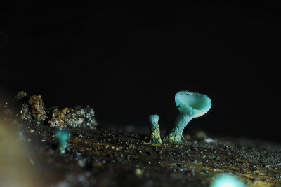 绿精灵杯(绿ciboria aeruginosa)是一种蘑菇在木材上