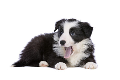 边境牧羊犬的小狗