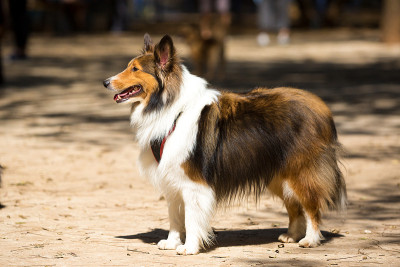 一只粗犷的牧羊犬