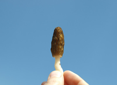 蘑菇和天空