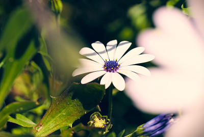 雏菊花