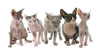 Sphynx无毛猫