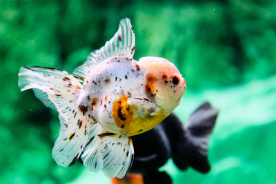 金鱼在水族馆