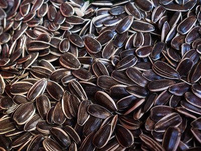 向日葵seeds.Background。