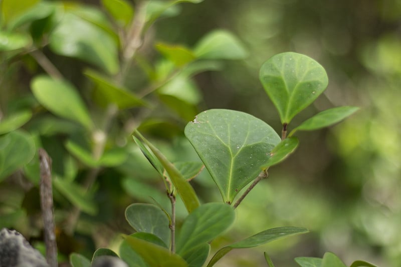 热带植物榕树Del Deltoidea Jack或baritto Tabat在野外茁壮成长。