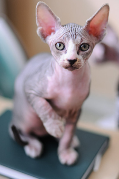 光猫Sphynx
