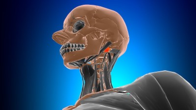 头直肌外侧肌解剖医学概念3D