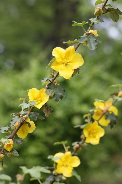 加利福尼亚绒毛花、fremontodendron californicum