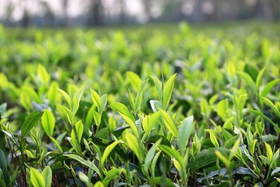 阿萨姆邦的茶园