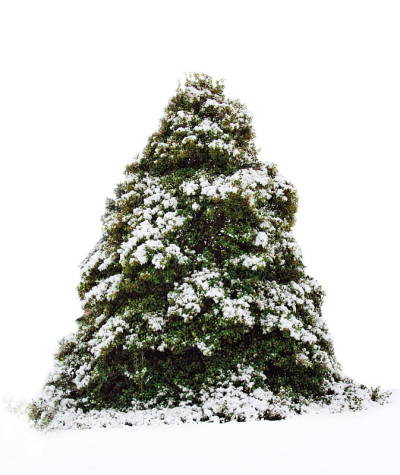 大雪覆盖神圣树孤立在白色