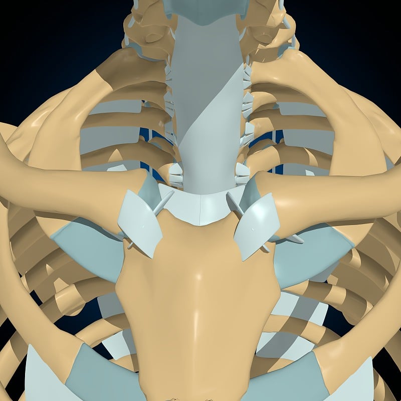 人体骨骼关节和韧带解剖医学概念3D