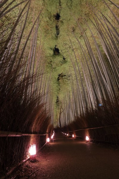 日本京都佐野竹林
