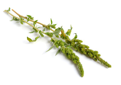 苋属植物或红根苋属植物，红根苋属植物，红根苋属植物，普通苋属植物
