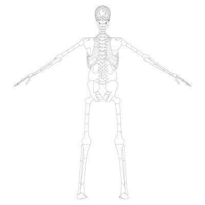人体骨骼的轮廓与举起的手。后视图。矢量图