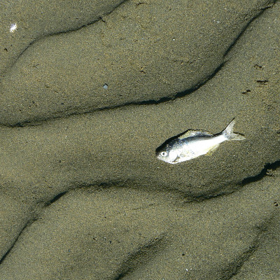 FISH.OUT.OF.WATER.CLOSER.LOOK.SERIES.3