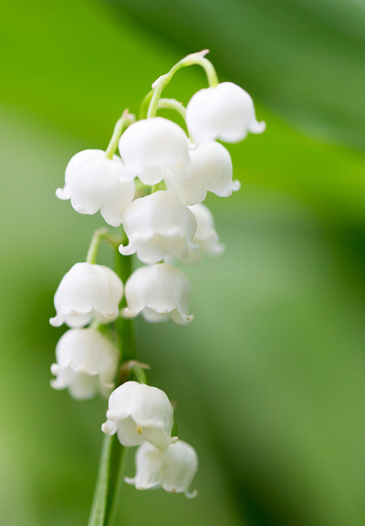 美丽的百合花在大自然的山谷里