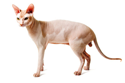 东方猫