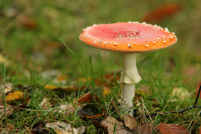 Fliegenpilze