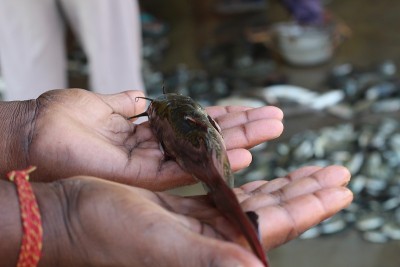 德西马格尔鱼在户内生物絮体单元马格尔鱼养殖在鲶鱼手中