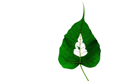 绿色的菩提叶子剪成佛像的叶子上。