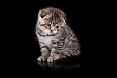 小猫