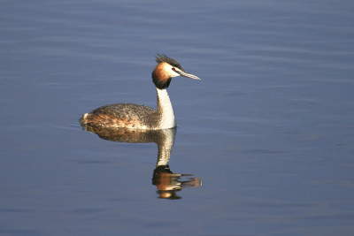grebe