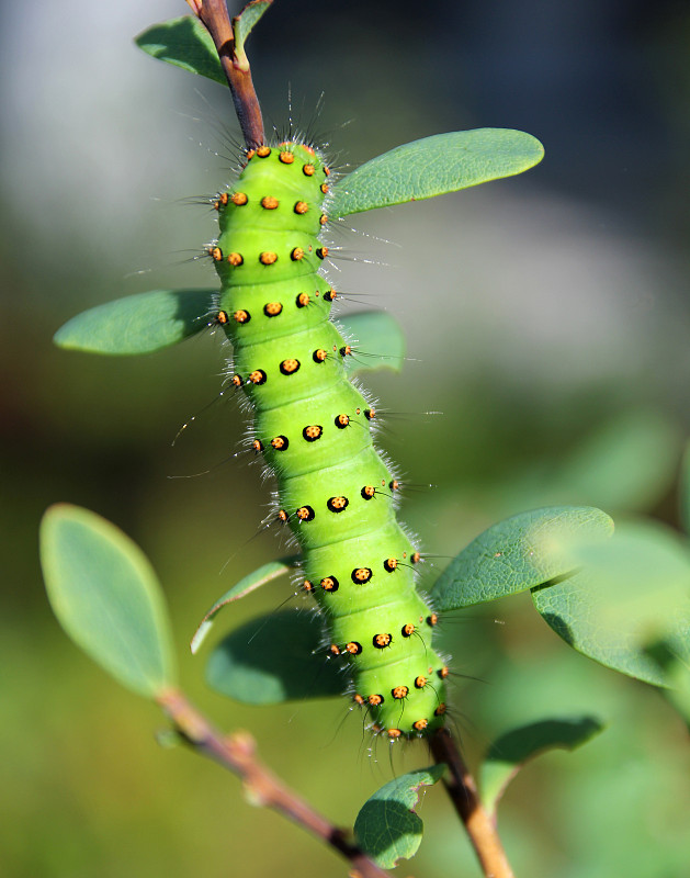 Saturnia pavonia