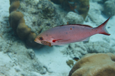 Creolefish与寄生虫