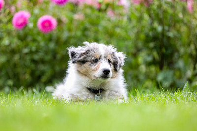 美丽的小设得兰牧羊犬牧羊犬小狗，背景上有花。