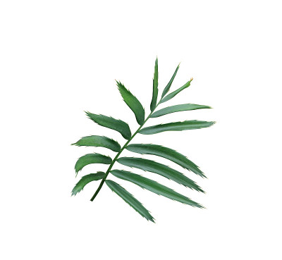 绿叶的棕榈树孤立在白色的背景
