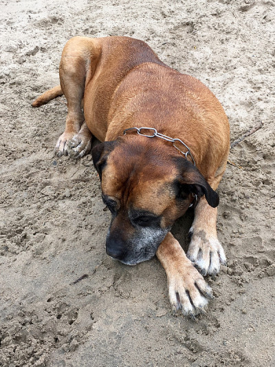布尔伯尔，南非獒犬