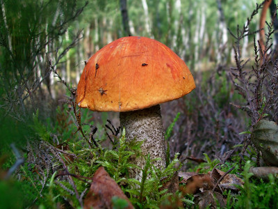 蘑菇Leccinum versipelle