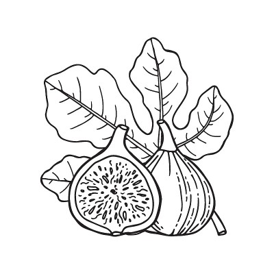 带叶的无花果果实。用素描的方式画。手绘矢量插图。