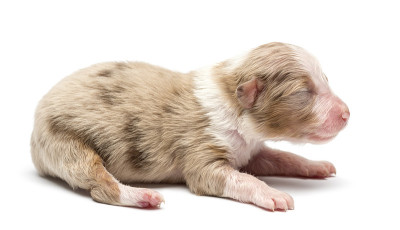 澳大利亚牧羊犬幼犬，7天大，躺在白色的背景