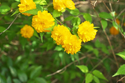 凯瑞亚之花