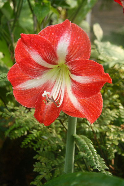 红色的花