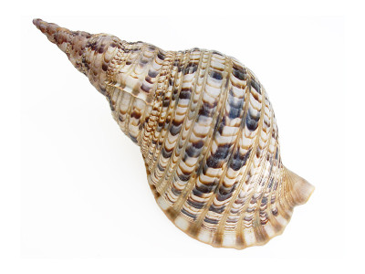 大贝壳