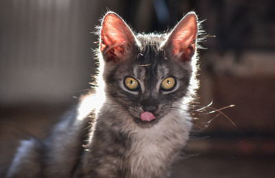 从小猫的生活