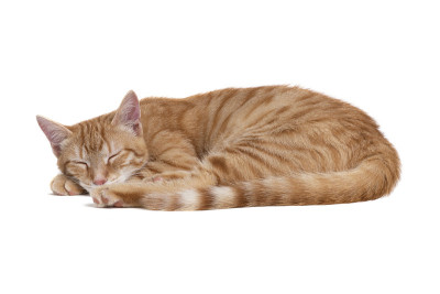白色背景下睡着的红猫。
