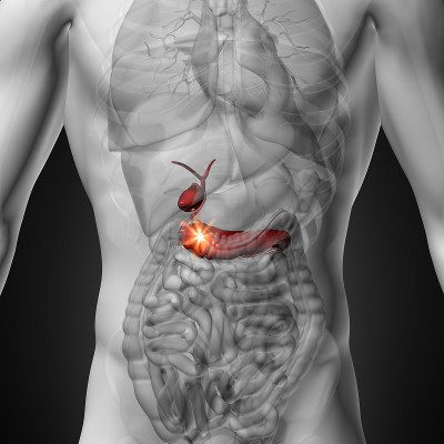 胆囊胰腺。男性人体器官解剖。x线视图
