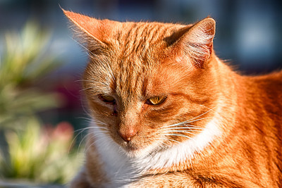 街猫
