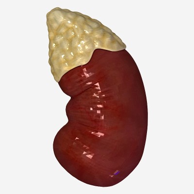 肾脏