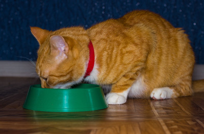 家里的红猫吃东西