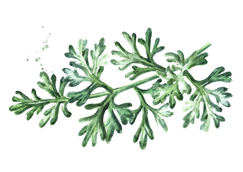 Sprig of medicinal plant wormwood, Hand drawn wate