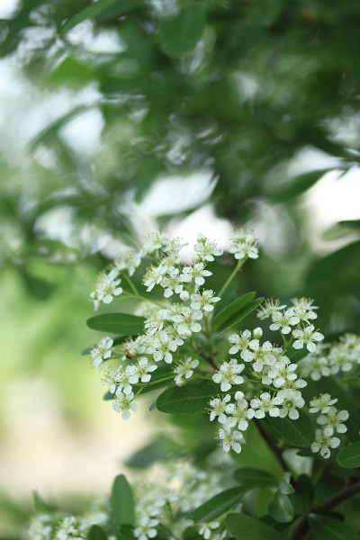 火棘花
