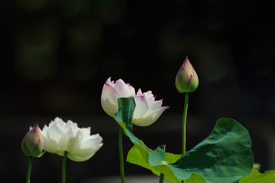 莲花