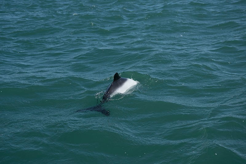 Commersons dolphin